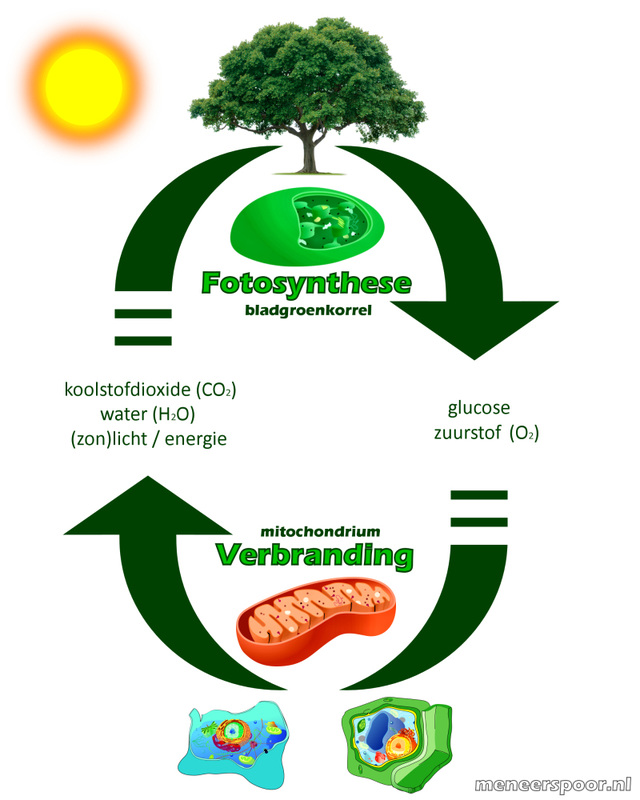 Fotosynthese Verbranding