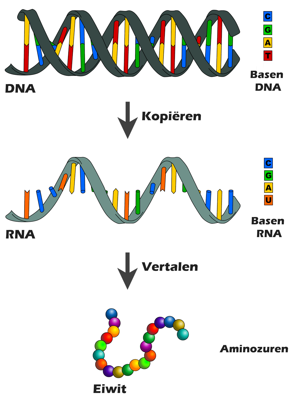 DNA RNA Eiwit