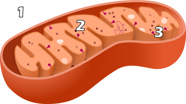 Mitochondrium